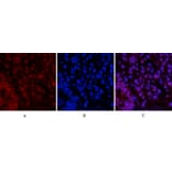 Immunofluorescence - Anti-CASP3 Antibody (C30154) - Antibodies.com