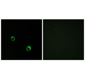 Immunofluorescence - Anti-CAR14 Antibody (C12114) - Antibodies.com