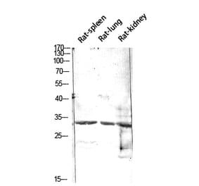 Western Blot - Anti-CALB1 Antibody (C30183) - Antibodies.com