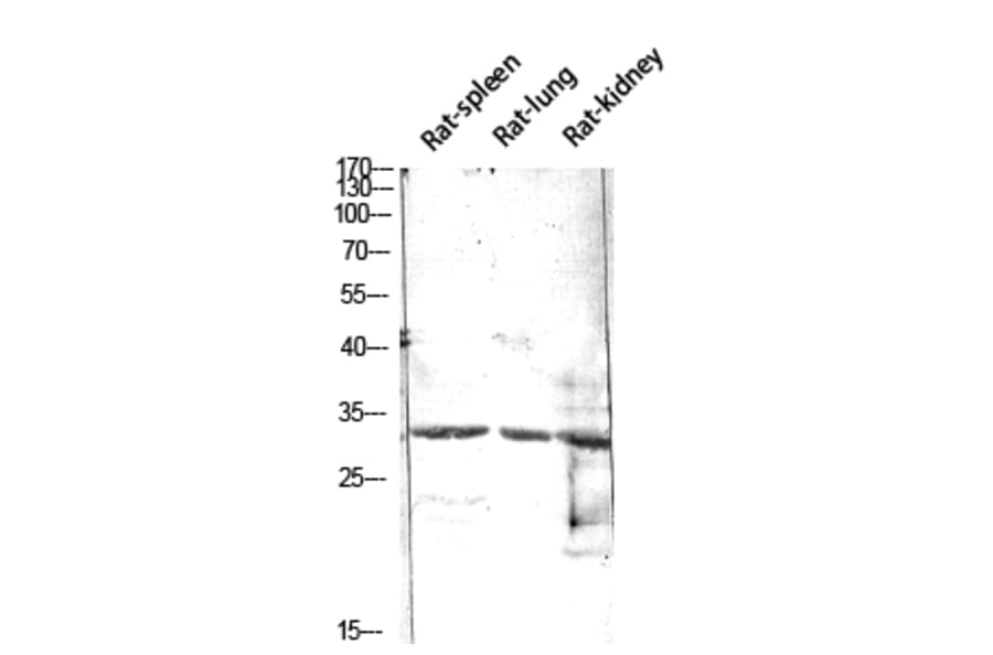 Western Blot - Anti-CALB1 Antibody (C30183) - Antibodies.com