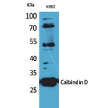Western Blot - Anti-CALB1 Antibody (C30183) - Antibodies.com