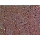 Immunohistochemistry - Anti-CALB1 Antibody (C30183) - Antibodies.com