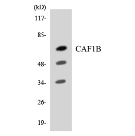 Western Blot - Anti-CAF1B Antibody (R12-2563) - Antibodies.com