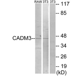 Western Blot - Anti-CADM3 Antibody (C12110) - Antibodies.com