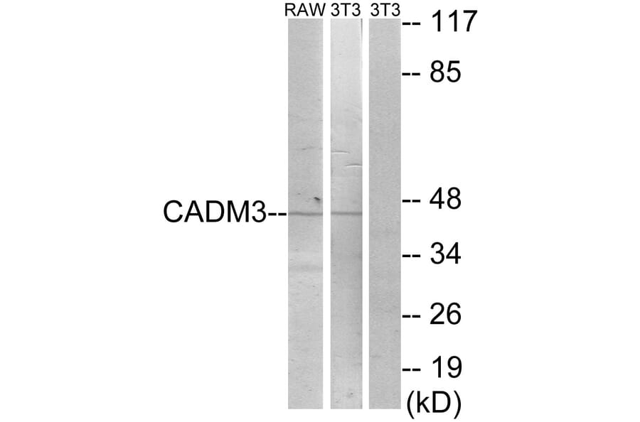 Western Blot - Anti-CADM3 Antibody (C12110) - Antibodies.com