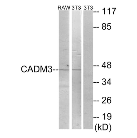 Western Blot - Anti-CADM3 Antibody (C12110) - Antibodies.com