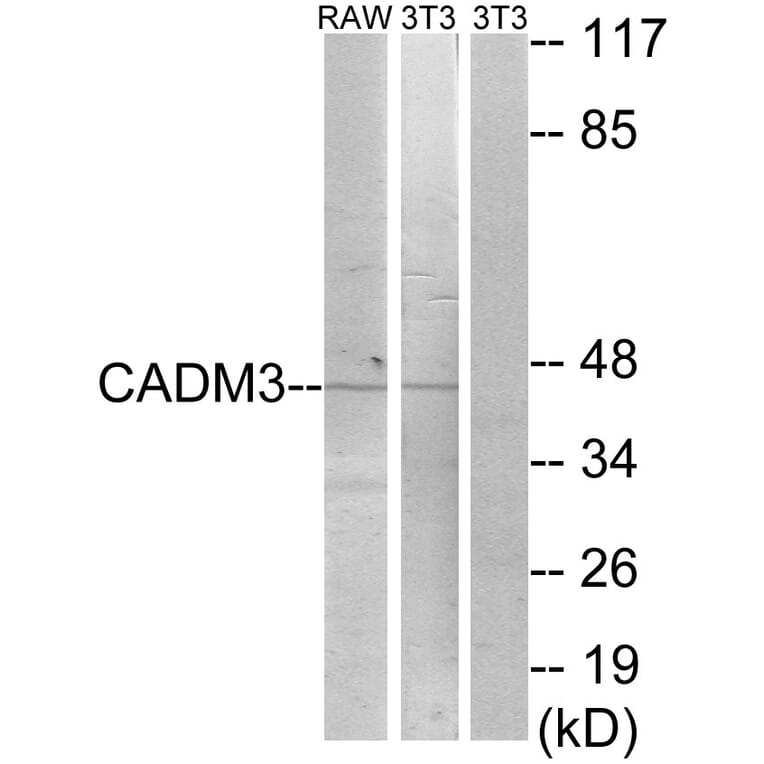 Western Blot - Anti-CADM3 Antibody (C12110) - Antibodies.com