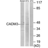 Western Blot - Anti-CADM3 Antibody (C12110) - Antibodies.com