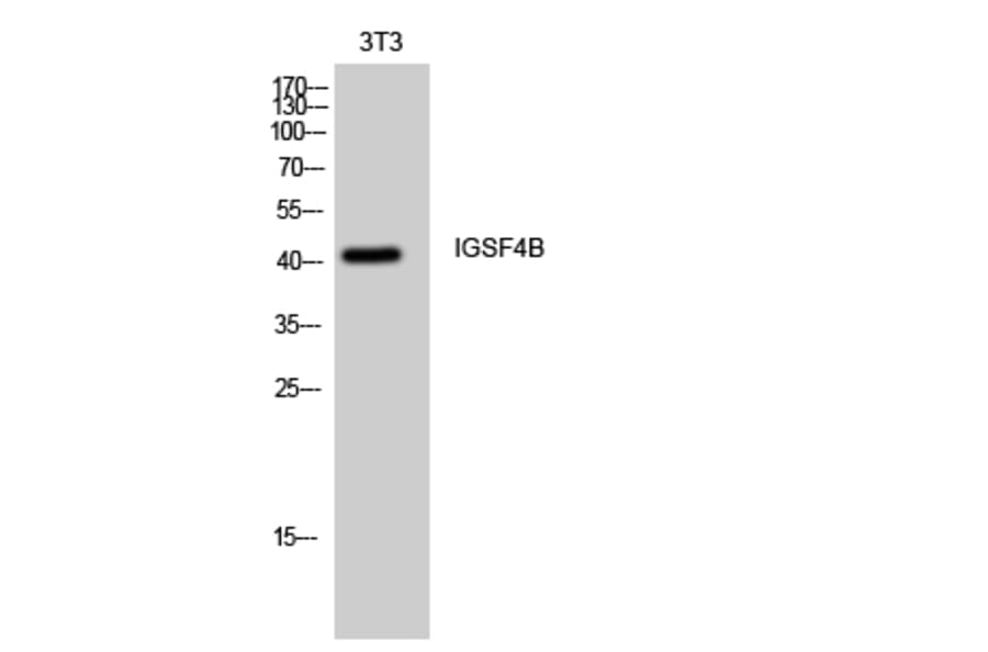 Western Blot - Anti-CADM3 Antibody (C12110) - Antibodies.com