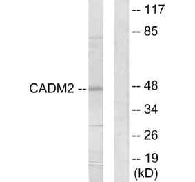 Western Blot - Anti-CADM2 Antibody (C12109) - Antibodies.com