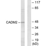 Western Blot - Anti-CADM2 Antibody (C12109) - Antibodies.com