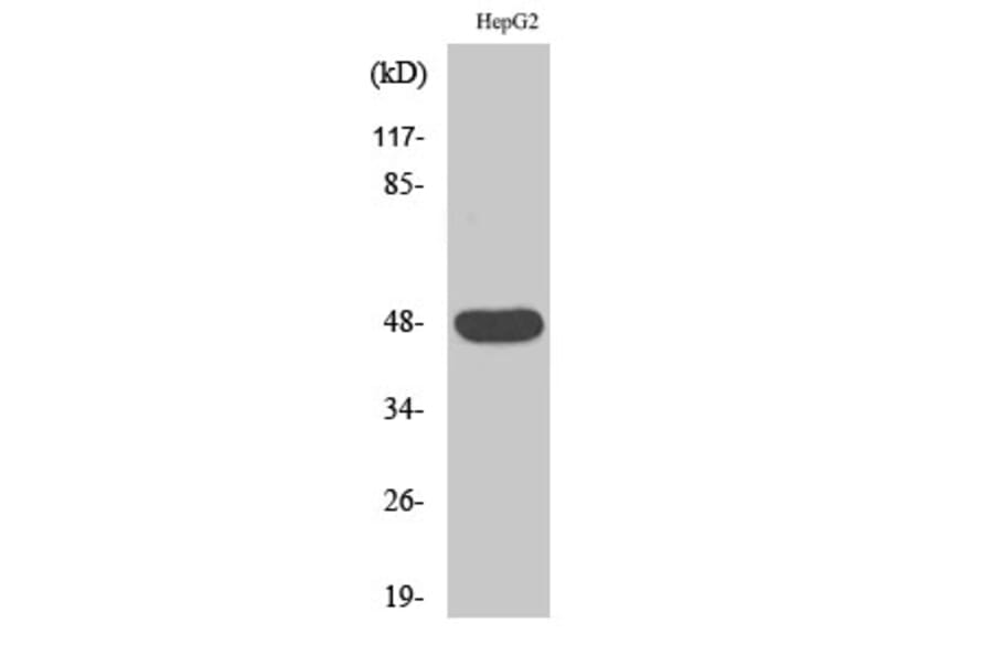 Western Blot - Anti-CADM2 Antibody (C12109) - Antibodies.com