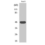 Western Blot - Anti-CADM2 Antibody (C12109) - Antibodies.com