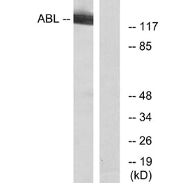 Western Blot - Anti-c-Abl Antibody (B7003) - Antibodies.com
