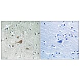 Immunohistochemistry - Anti-c-Abl Antibody (B7003) - Antibodies.com