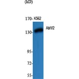 Western Blot - Anti-c-Abl Antibody (B7003) - Antibodies.com