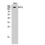 Western Blot - Anti-c-Abl Antibody (B7003) - Antibodies.com