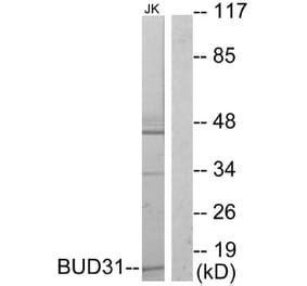Western Blot - Anti-BUD31 Antibody (C10594) - Antibodies.com