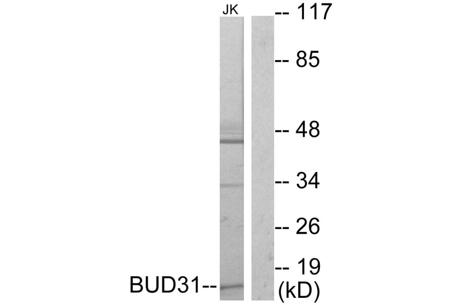 Western Blot - Anti-BUD31 Antibody (C10594) - Antibodies.com