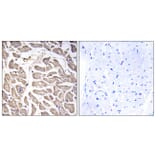 Immunohistochemistry - Anti-BRWD3 Antibody (C14807) - Antibodies.com