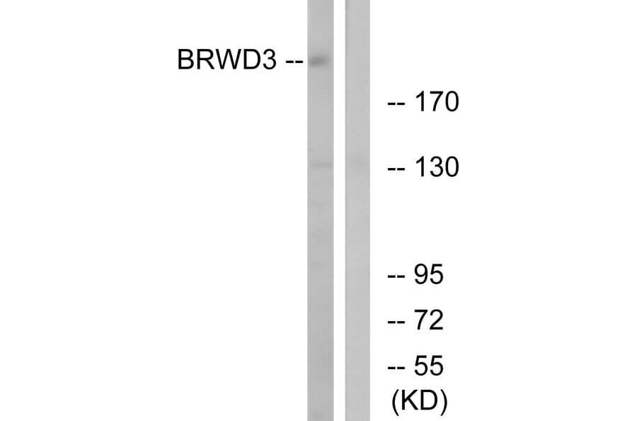 Western Blot - Anti-BRWD3 Antibody (C14807) - Antibodies.com