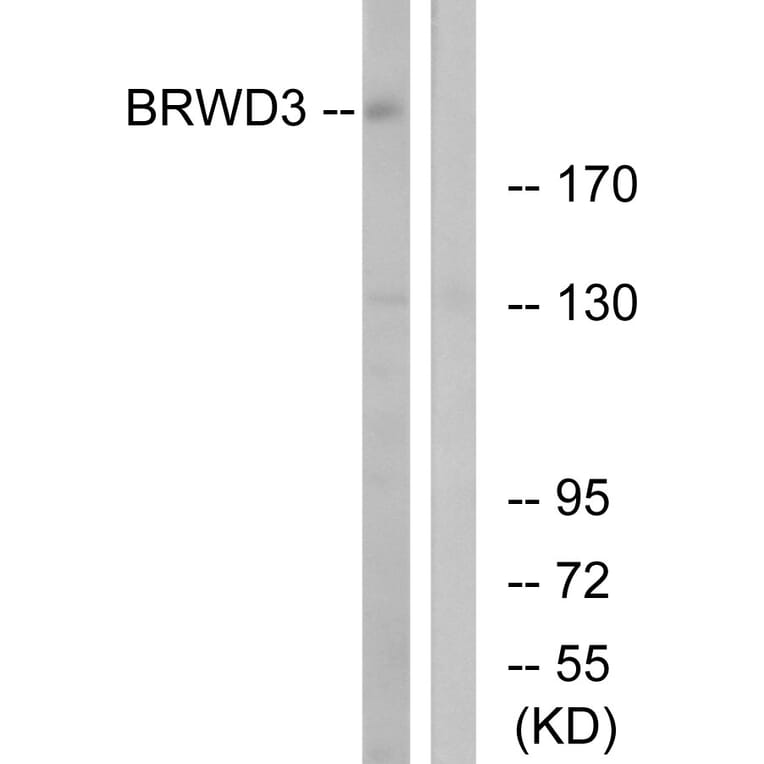 Western Blot - Anti-BRWD3 Antibody (C14807) - Antibodies.com