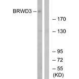 Western Blot - Anti-BRWD3 Antibody (C14807) - Antibodies.com