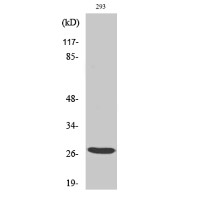 Western Blot - Anti-BRMS1 Antibody (C11729) - Antibodies.com