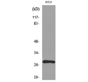 Western Blot - Anti-BRMS1 Antibody (C30036) - Antibodies.com