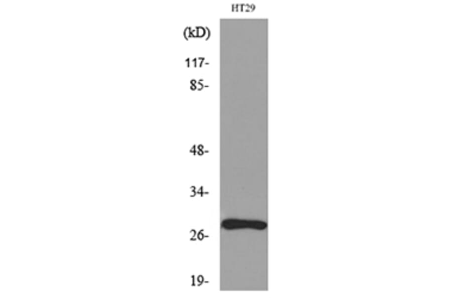 Western Blot - Anti-BRMS1 Antibody (C30036) - Antibodies.com