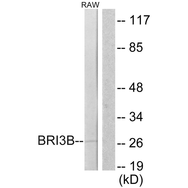 Western Blot - Anti-BRI3B Antibody (C11418) - Antibodies.com