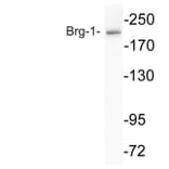 Western Blot - Anti-Brg-1 Antibody (R12-2044) - Antibodies.com