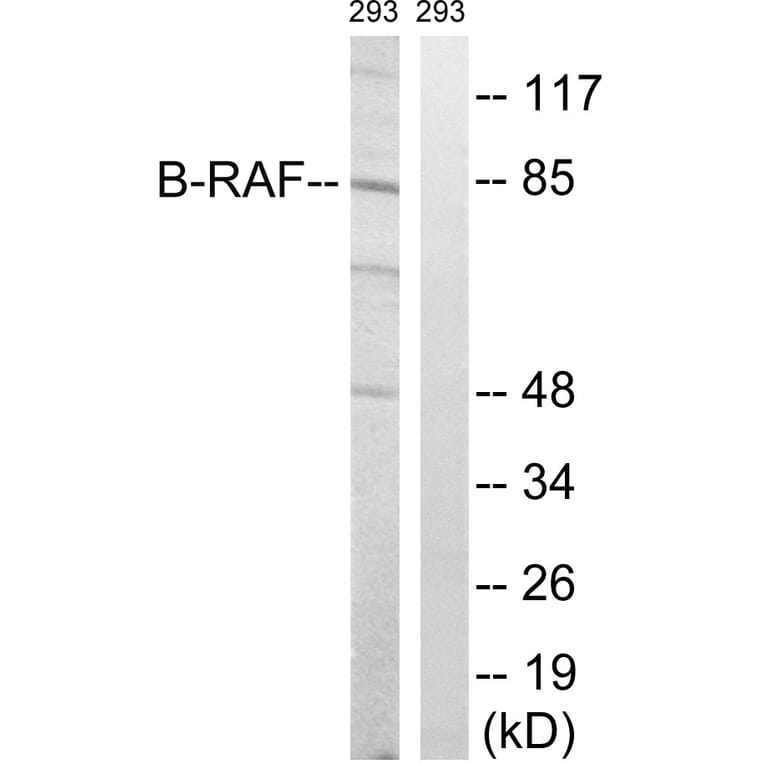Western Blot - Anti-B-RAF Antibody (B8082) - Antibodies.com