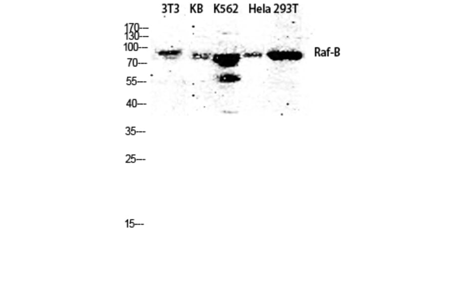 Western Blot - Anti-B-RAF Antibody (B8082) - Antibodies.com