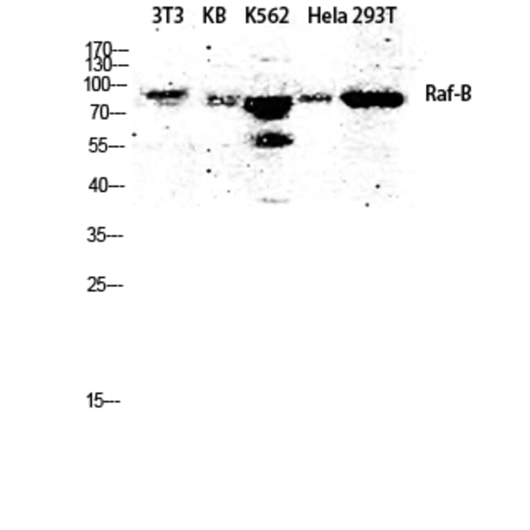 Western Blot - Anti-B-RAF Antibody (B8082) - Antibodies.com