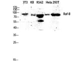 Western Blot - Anti-B-RAF Antibody (B8082) - Antibodies.com