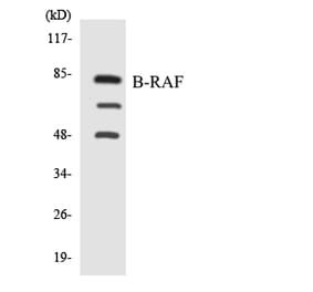 Western Blot - Anti-B-RAF Antibody (R12-2545) - Antibodies.com