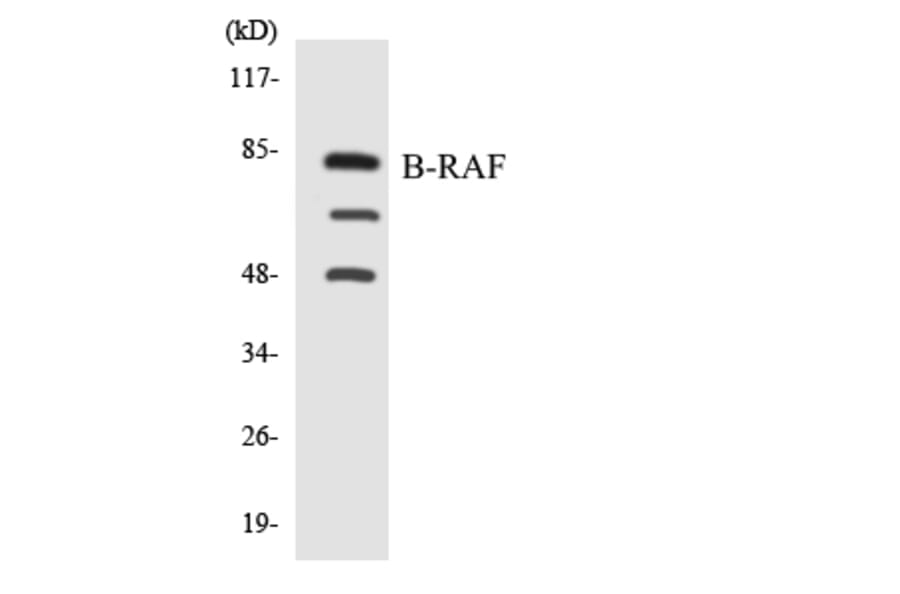 Western Blot - Anti-B-RAF Antibody (R12-2545) - Antibodies.com