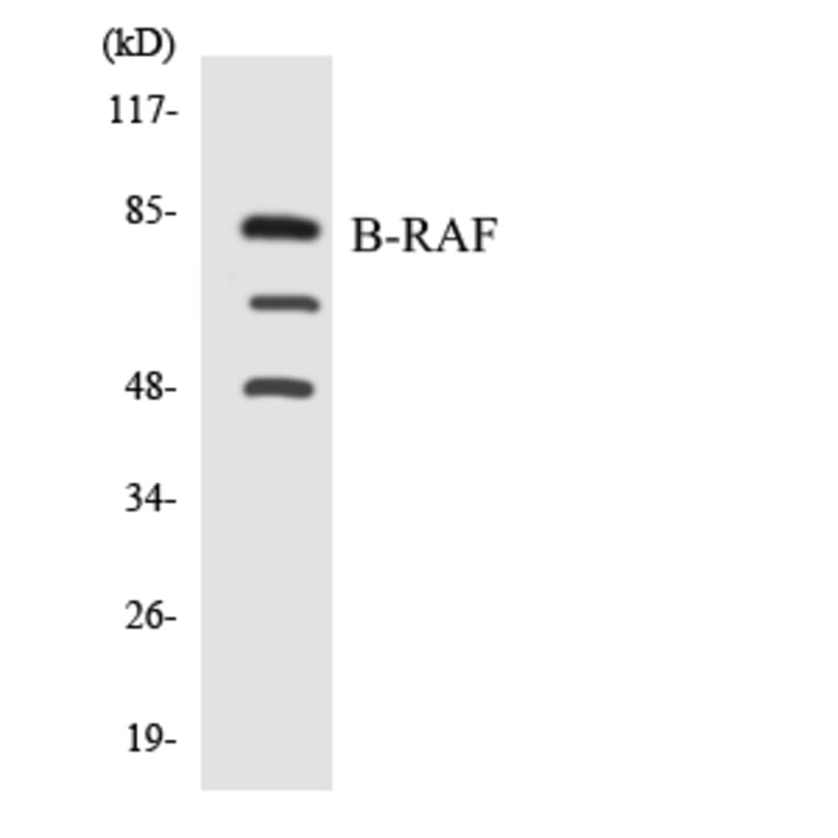 Western Blot - Anti-B-RAF Antibody (R12-2545) - Antibodies.com