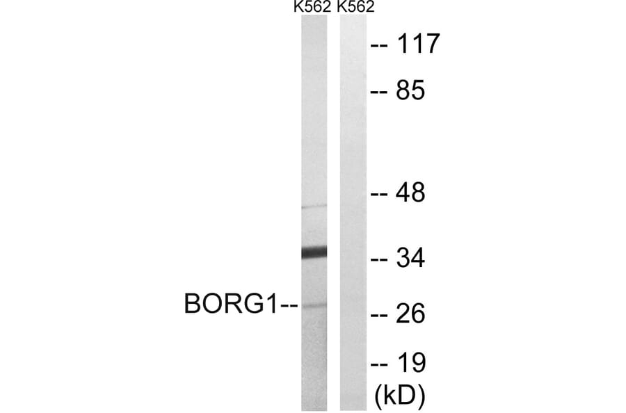 Western Blot - Anti-BORG1 Antibody (C15023) - Antibodies.com
