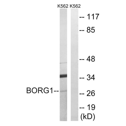 Western Blot - Anti-BORG1 Antibody (C15023) - Antibodies.com