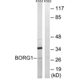 Western Blot - Anti-BORG1 Antibody (C15023) - Antibodies.com