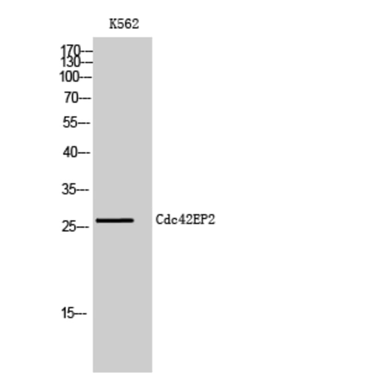 Western Blot - Anti-BORG1 Antibody (C15023) - Antibodies.com