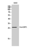 Western Blot - Anti-BORG1 Antibody (C15023) - Antibodies.com