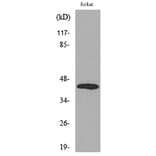 Western Blot - Anti-BMP8A Antibody (C30701) - Antibodies.com