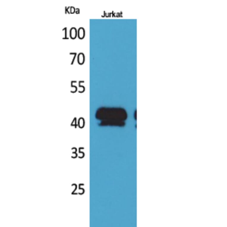 Western Blot - Anti-BMP8A Antibody (C30701) - Antibodies.com