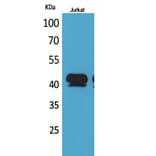 Western Blot - Anti-BMP8A Antibody (C30701) - Antibodies.com
