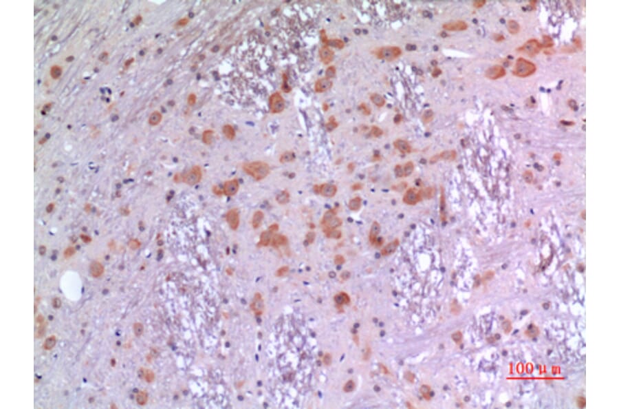 Immunohistochemistry - Anti-BMP8A Antibody (C30701) - Antibodies.com