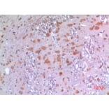 Immunohistochemistry - Anti-BMP8A Antibody (C30701) - Antibodies.com