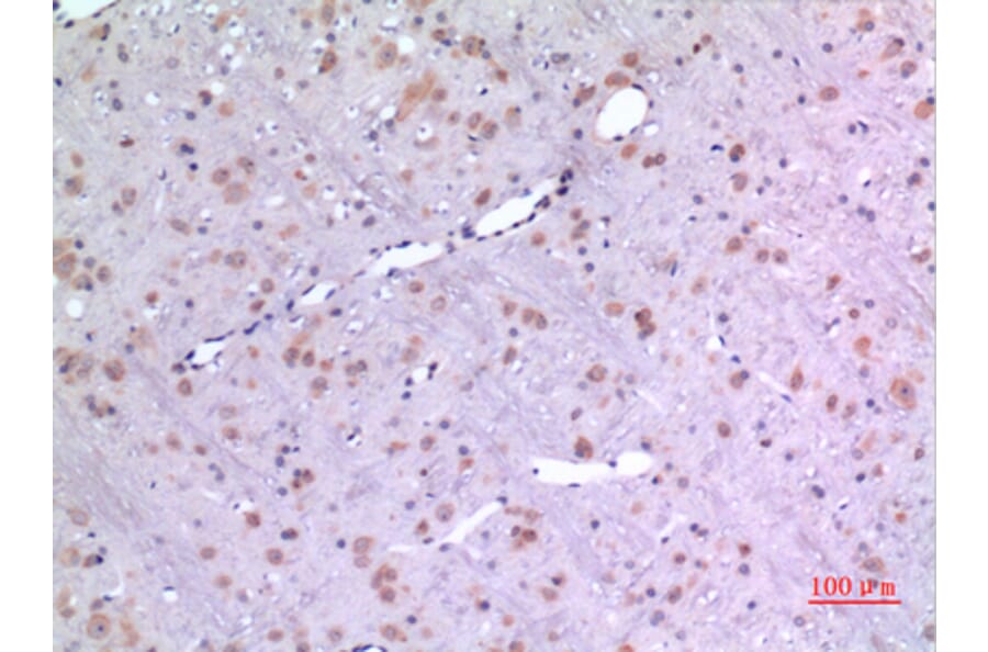Immunohistochemistry - Anti-BMP8A Antibody (C30701) - Antibodies.com